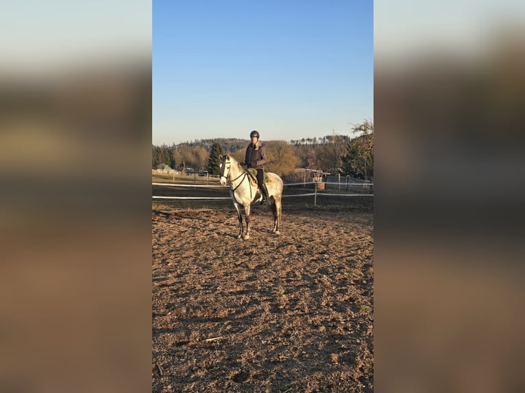 Koń andaluzyjski Klacz 8 lat 160 cm Siwa jabłkowita in Auma-Weidatal