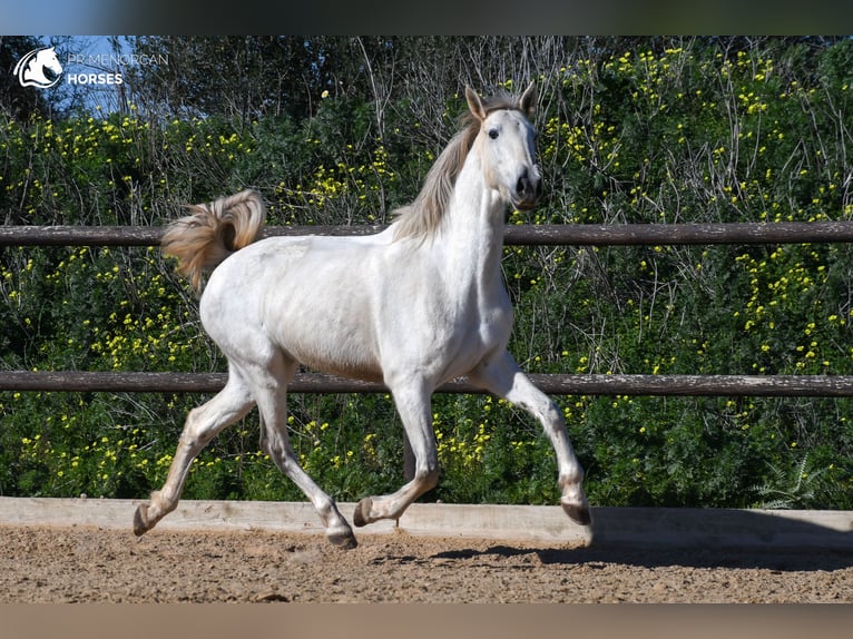 Koń andaluzyjski Klacz 8 lat 160 cm Siwa in Menorca