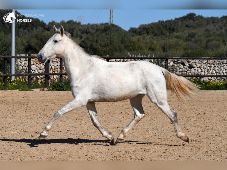 Koń andaluzyjski Klacz 8 lat 160 cm Siwa in Menorca