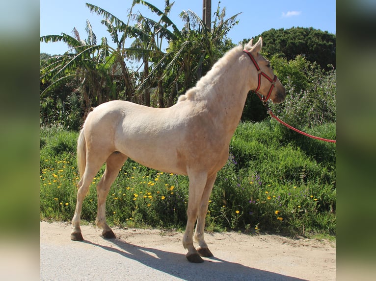 Koń andaluzyjski Klacz 8 lat 161 cm Izabelowata in Vejer de la Frontera