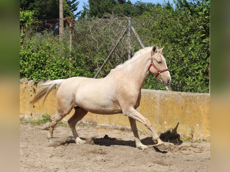 Koń andaluzyjski Klacz 8 lat 161 cm Izabelowata in Vejer de la Frontera