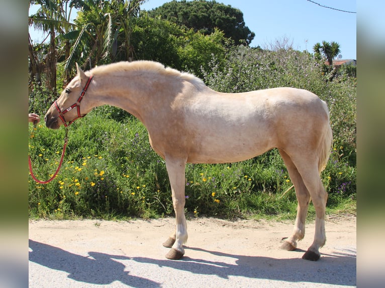 Koń andaluzyjski Klacz 8 lat 161 cm Izabelowata in Vejer de la Frontera