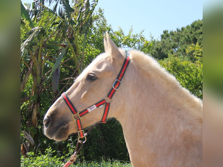 Koń andaluzyjski Klacz 8 lat 161 cm Izabelowata in Vejer de la Frontera