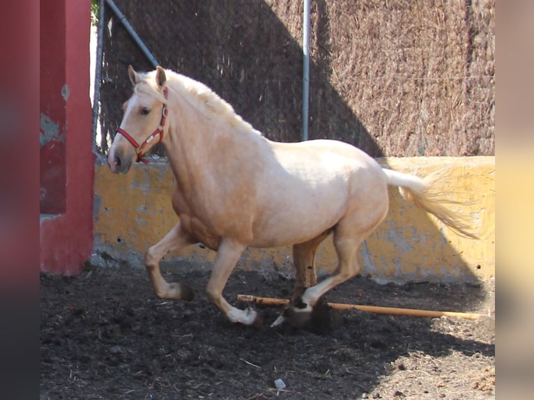 Koń andaluzyjski Klacz 8 lat 161 cm Izabelowata in Vejer de la Frontera
