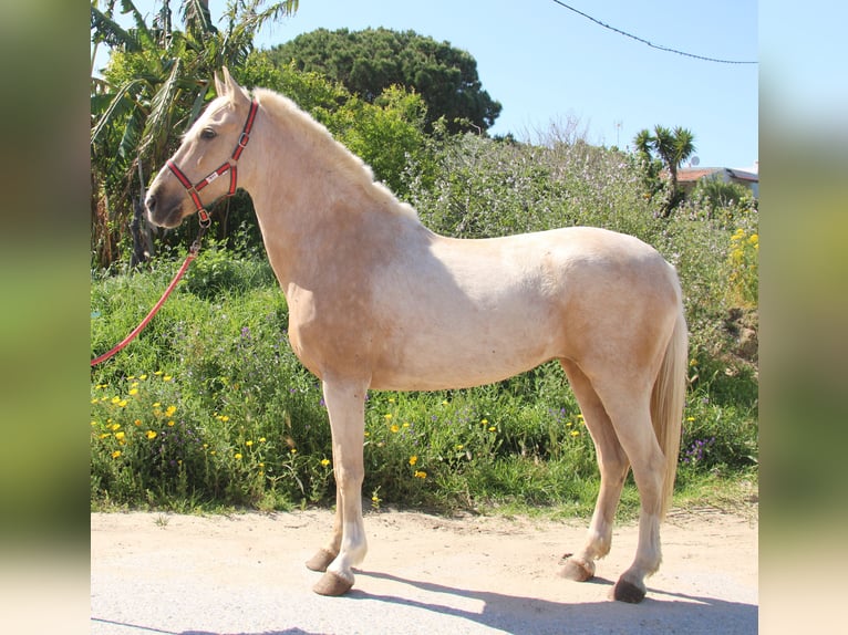 Koń andaluzyjski Klacz 8 lat 161 cm Izabelowata in Vejer de la Frontera