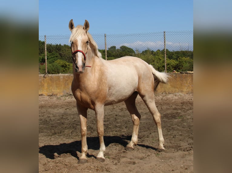 Koń andaluzyjski Klacz 8 lat 161 cm Izabelowata in Vejer de la Frontera