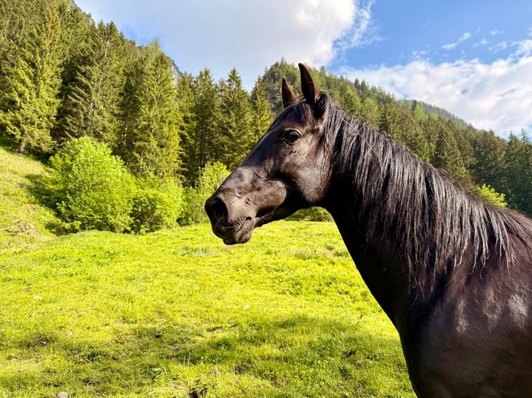 Koń andaluzyjski Mix Klacz 8 lat 161 cm Kara in Brand