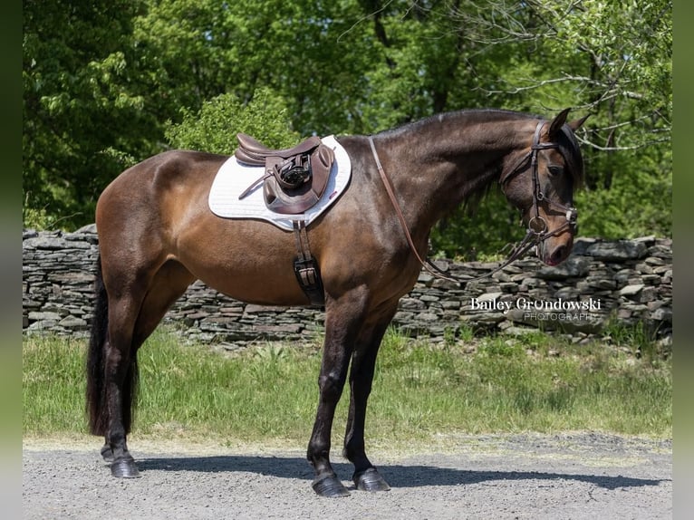 Koń andaluzyjski Klacz 8 lat 165 cm Gniada in Everett PA