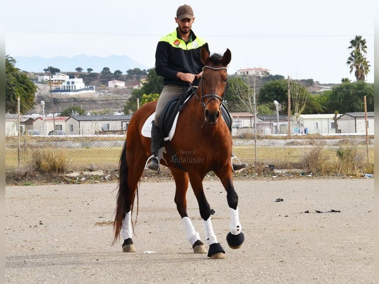 Koń andaluzyjski Klacz 9 lat 158 cm Gniada in Provinz Malaga