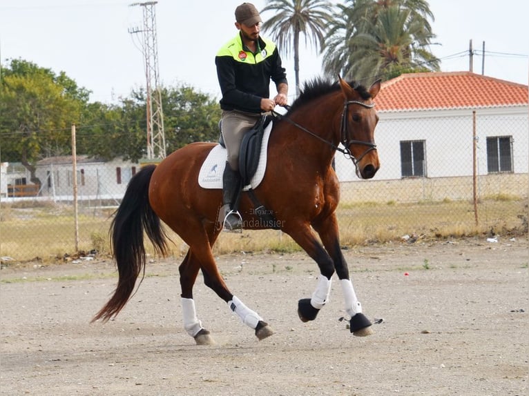 Koń andaluzyjski Klacz 9 lat 158 cm Gniada in Provinz Malaga