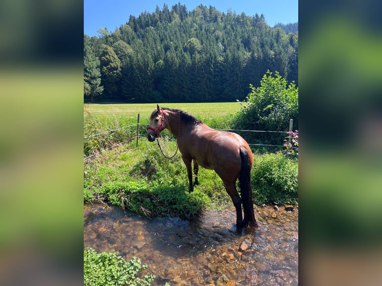 Koń andaluzyjski Klacz 9 lat 160 cm Jelenia in Buchenbach