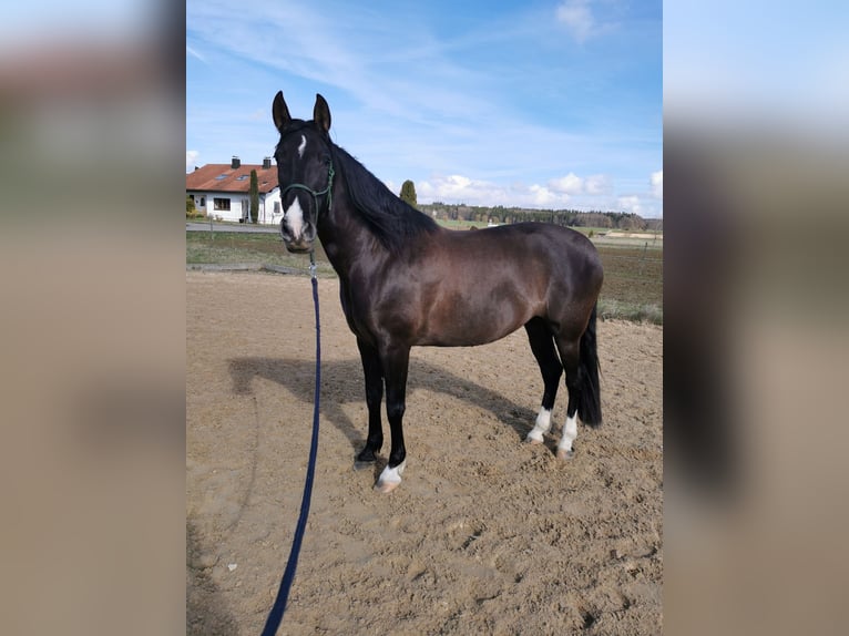 Koń andaluzyjski Klacz 9 lat 160 cm Kara in Blaubeuren Seissen