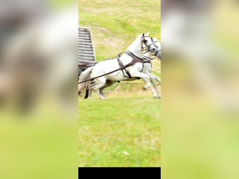 Koń andaluzyjski Klacz 9 lat 162 cm in Laufenburg