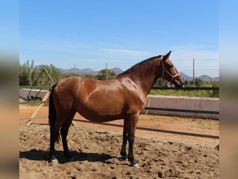 Koń andaluzyjski Klacz 9 lat Gniada in Badajoz