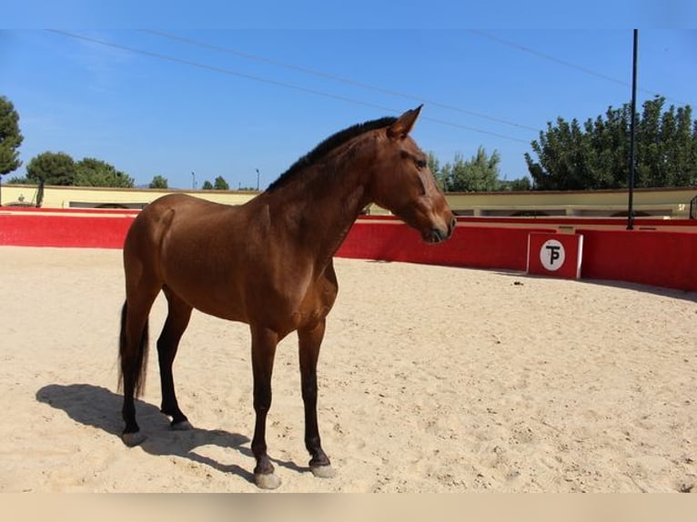 Koń andaluzyjski Klacz 9 lat Gniada in Badajoz