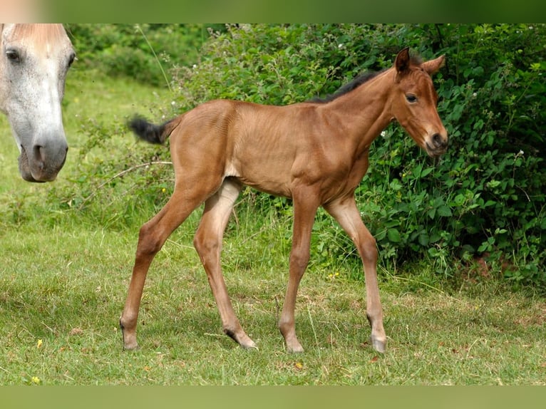 Koń andaluzyjski Klacz Źrebak (05/2026) 158 cm Gniada in Rerik OT Russow