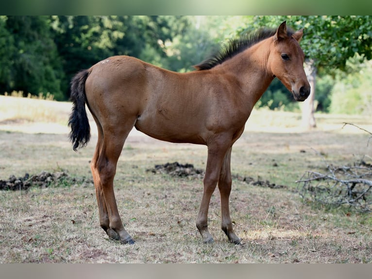 Koń andaluzyjski Klacz Źrebak (05/2026) 158 cm Gniada in Rerik OT Russow