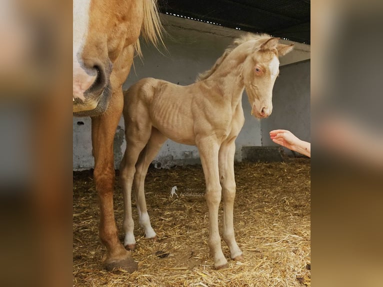 Koń andaluzyjski Klacz Źrebak (04/2026) 160 cm Perłowa in Provinz Cordoba
