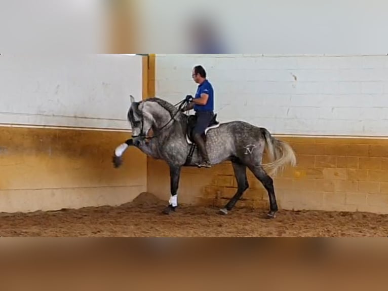 Koń andaluzyjski Ogier 10 lat 164 cm Siwa jabłkowita in Pedro Mu&#xF1;oz