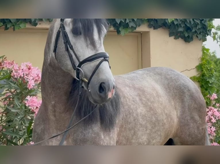 Koń andaluzyjski Ogier 10 lat 166 cm Siwa jabłkowita in Ermelo