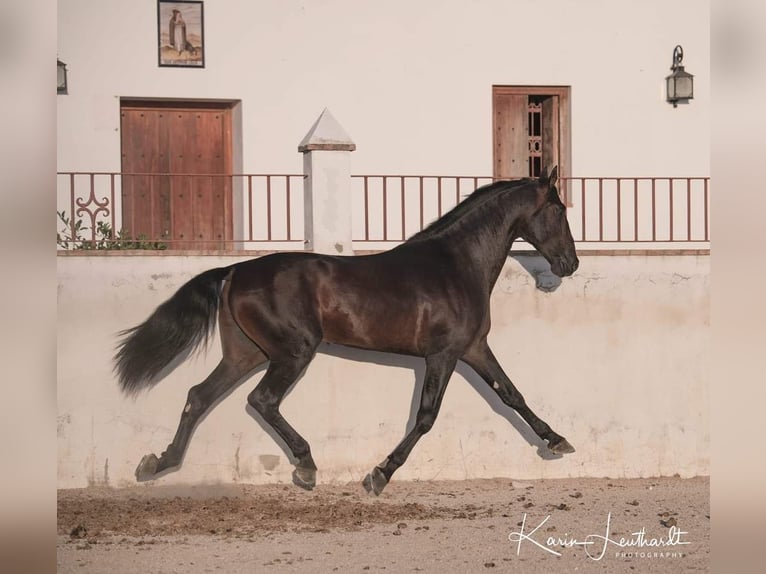 Koń andaluzyjski Ogier 10 lat 175 cm Skarogniada in Puerto Real