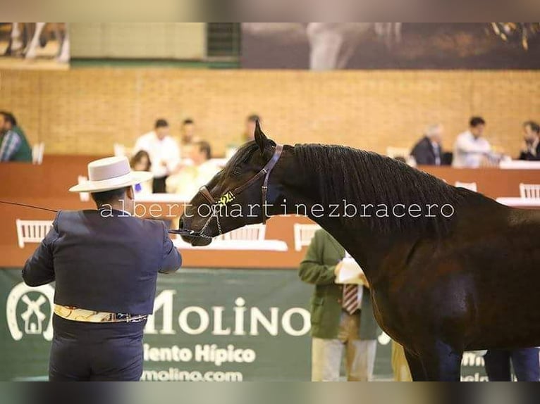 Koń andaluzyjski Ogier 10 lat 175 cm Skarogniada in Puerto Real