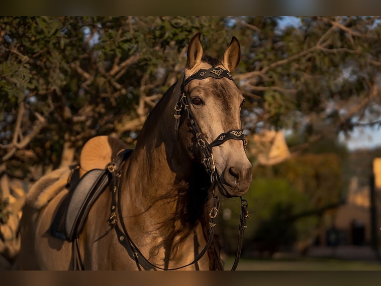 Koń andaluzyjski Ogier 11 lat 164 cm Jelenia in Montgo-Toscamar