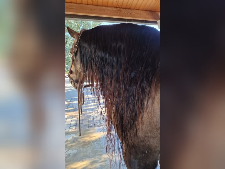 Koń andaluzyjski Ogier 11 lat 164 cm Jelenia in Montgo-Toscamar