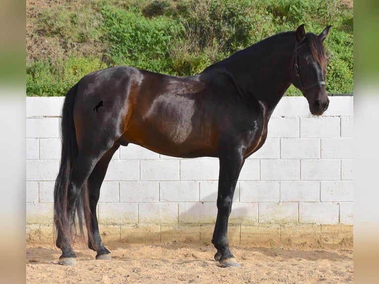 Koń andaluzyjski Ogier 11 lat 169 cm Gniada in Menorca