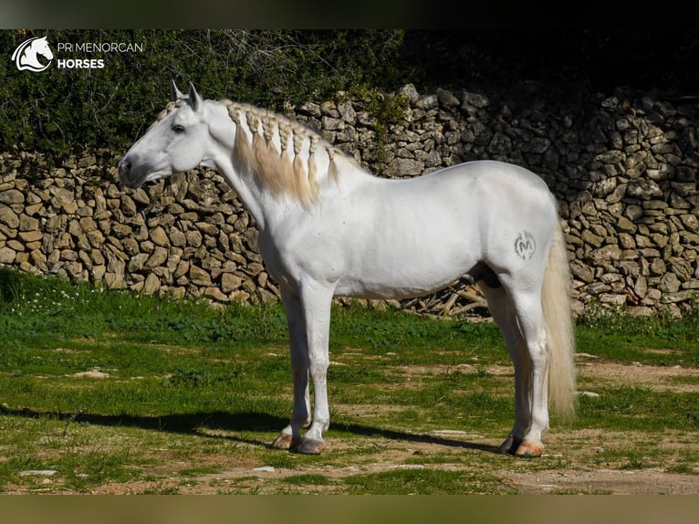 Koń andaluzyjski Ogier 12 lat 162 cm Biała in Menorca