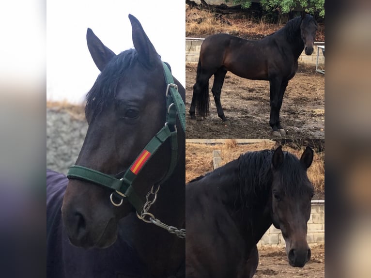 Koń andaluzyjski Ogier 12 lat 167 cm Ciemnogniada in Mijas