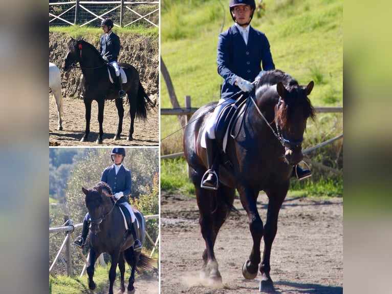 Koń andaluzyjski Ogier 12 lat 167 cm Ciemnogniada in Mijas