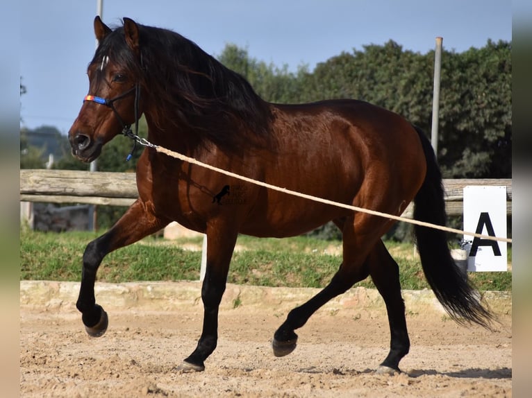 Koń andaluzyjski Ogier 13 lat 157 cm Gniada in Menorca