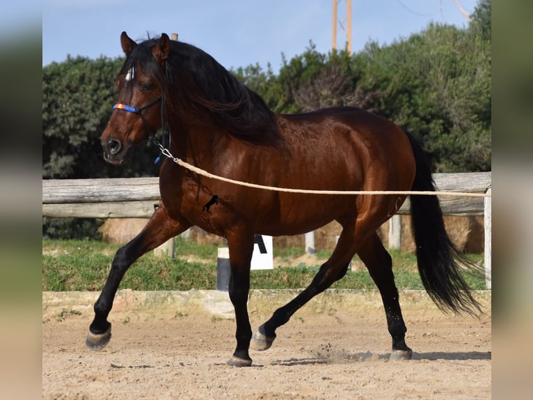 Koń andaluzyjski Ogier 13 lat 157 cm Gniada in Menorca