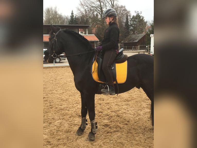 Koń andaluzyjski Mix Ogier 13 lat 160 cm Kara in Horgau