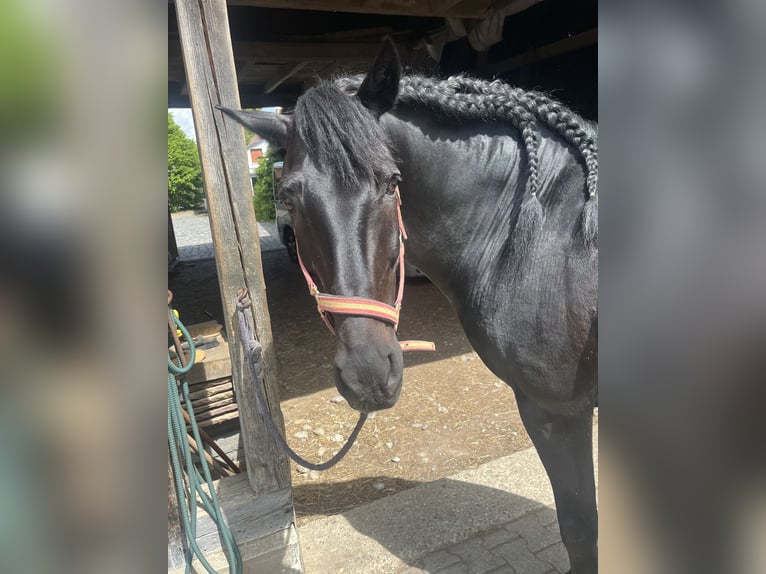 Koń andaluzyjski Mix Ogier 13 lat 160 cm Kara in Horgau