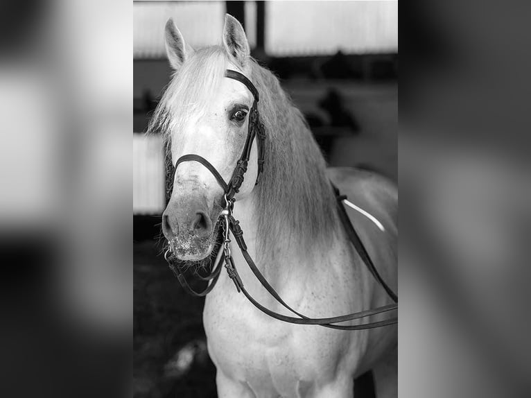 Koń andaluzyjski Ogier 13 lat 170 cm Siwa w hreczce in Oyten