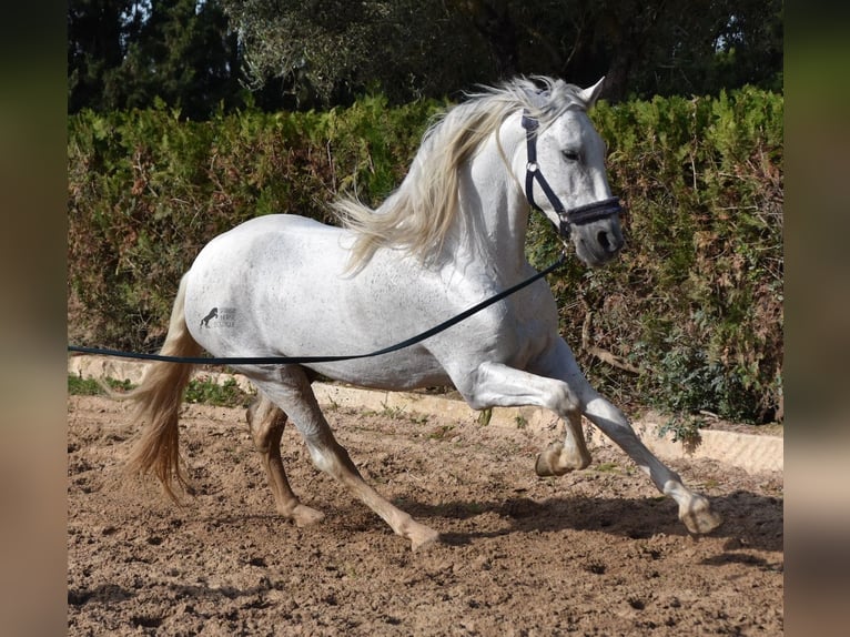 Koń andaluzyjski Ogier 14 lat 160 cm Siwa in Mallorca