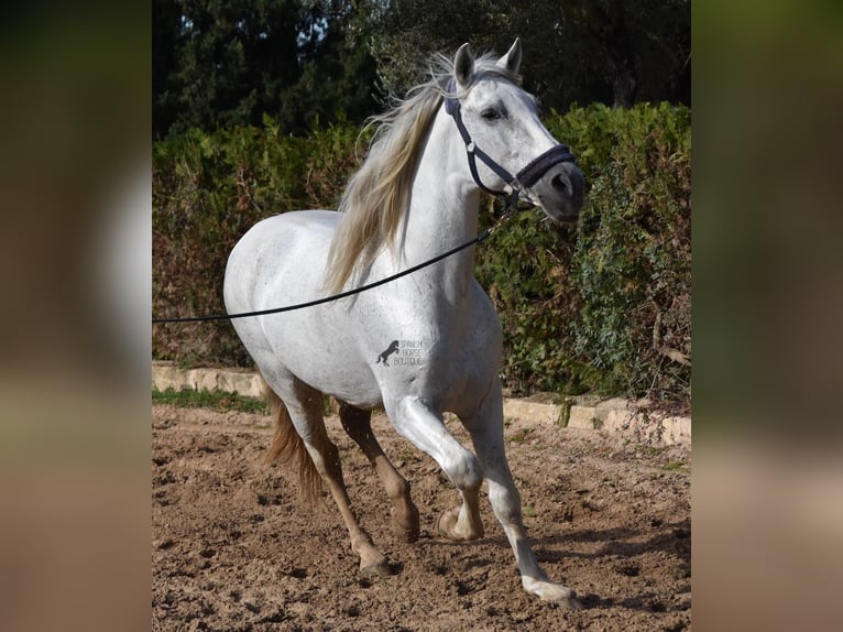 Koń andaluzyjski Ogier 14 lat 160 cm Siwa in Mallorca