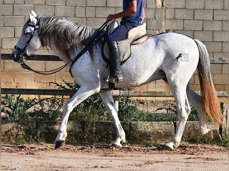 Koń andaluzyjski Mix Ogier 14 lat 163 cm Siwa in Menorca