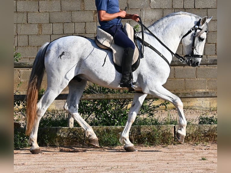 Koń andaluzyjski Mix Ogier 14 lat 163 cm Siwa in Menorca