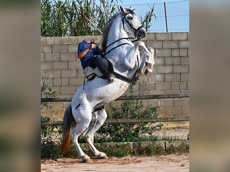 Koń andaluzyjski Mix Ogier 14 lat 163 cm Siwa in Menorca