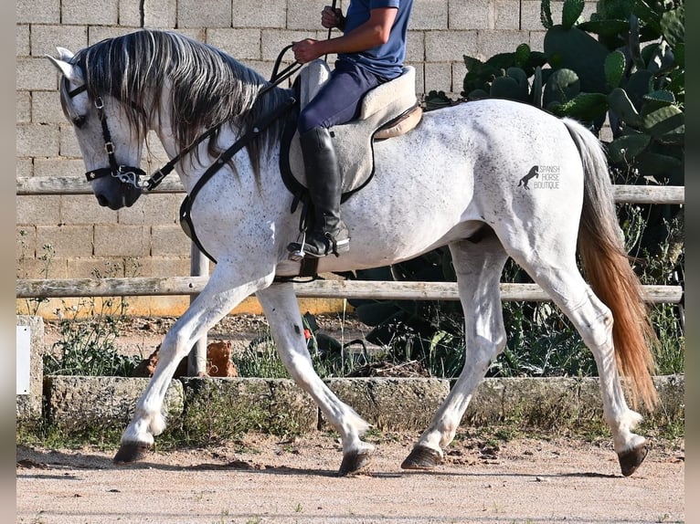 Koń andaluzyjski Mix Ogier 14 lat 163 cm Siwa in Menorca
