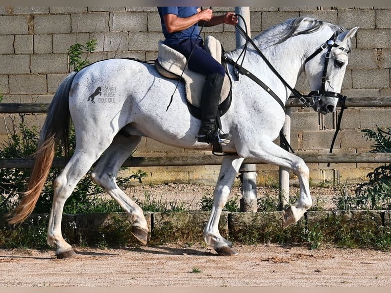 Koń andaluzyjski Mix Ogier 14 lat 163 cm Siwa in Menorca