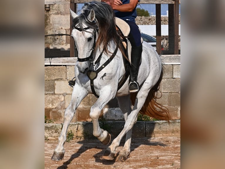 Koń andaluzyjski Mix Ogier 14 lat 163 cm Siwa in Menorca