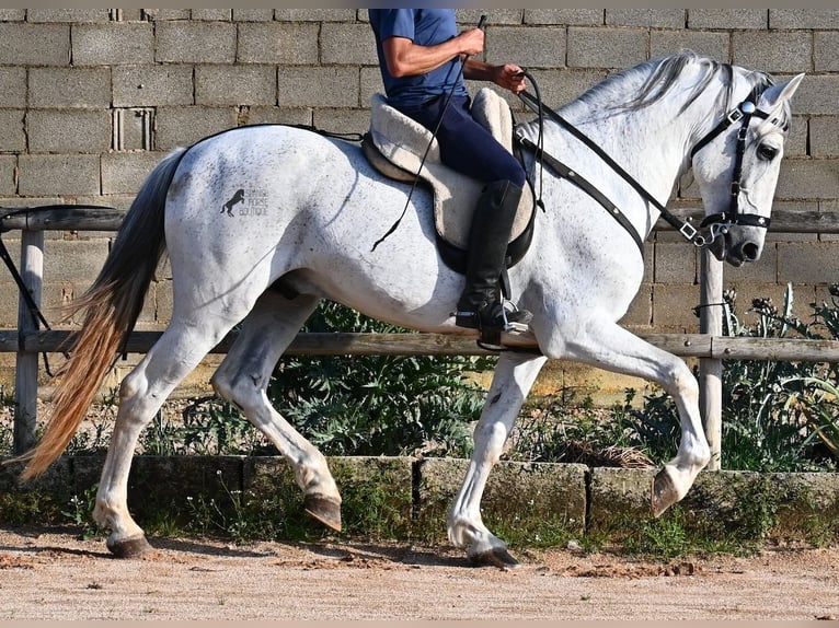 Koń andaluzyjski Mix Ogier 14 lat 163 cm Siwa in Menorca