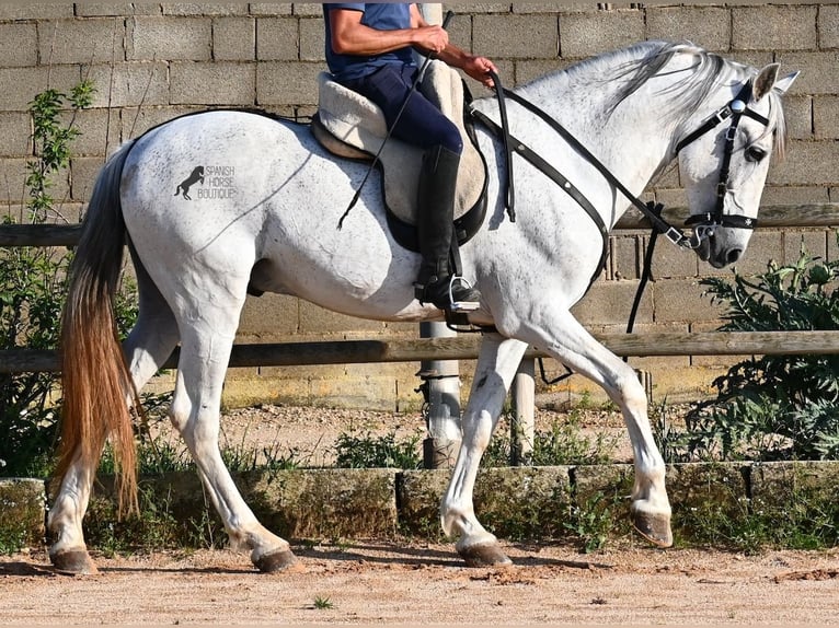 Koń andaluzyjski Mix Ogier 14 lat 163 cm Siwa in Menorca