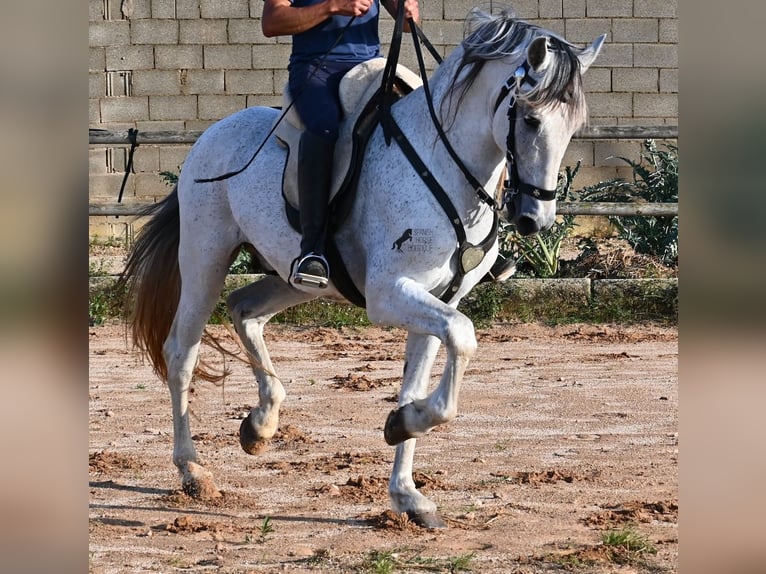 Koń andaluzyjski Mix Ogier 14 lat 163 cm Siwa in Menorca