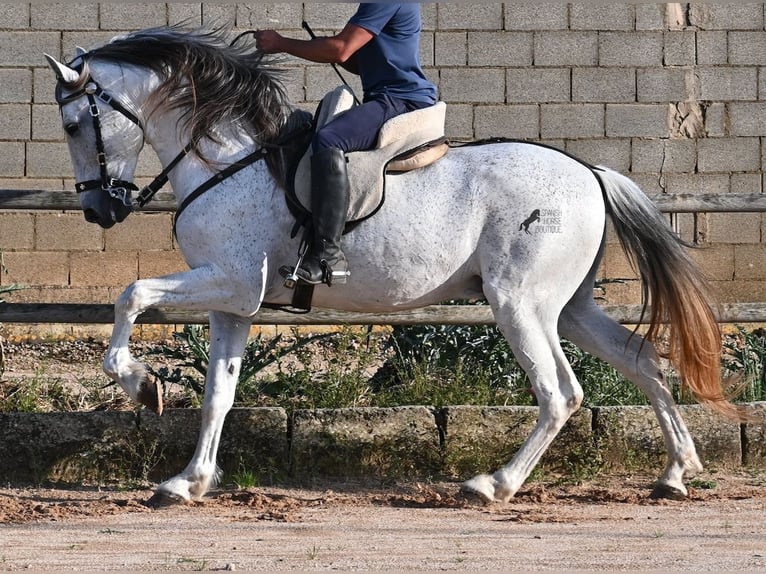Koń andaluzyjski Mix Ogier 14 lat 163 cm Siwa in Menorca
