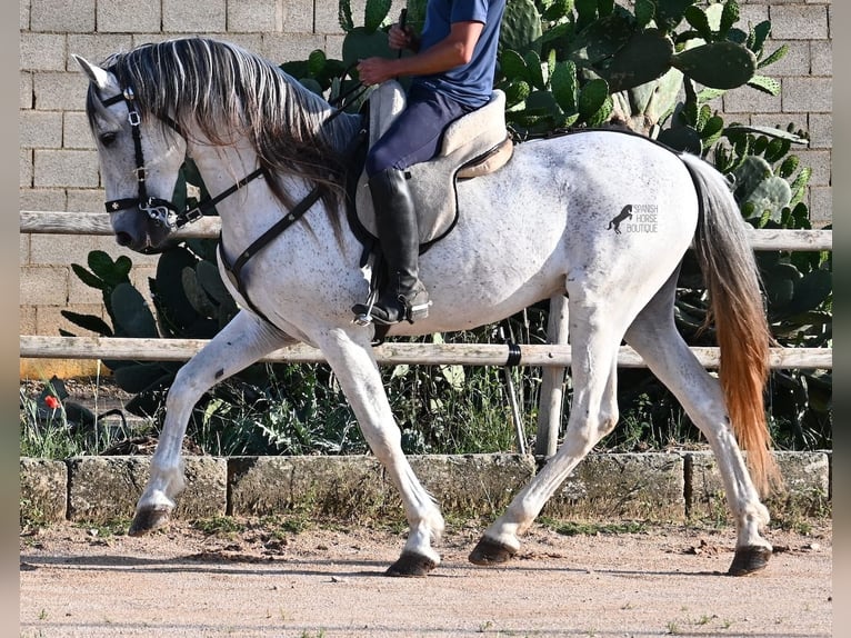 Koń andaluzyjski Mix Ogier 14 lat 163 cm Siwa in Menorca